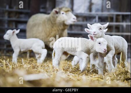 I nuovi agnelli quadrupli si riuniscono intorno alla loro madre a Olde House, in Cornovaglia, dove il clima mite ha contribuito a facilitare i primi agnelli in fattoria. Foto Stock