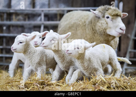 I nuovi agnelli quadrupli si riuniscono intorno alla loro madre a Olde House, in Cornovaglia, dove il clima mite ha contribuito a facilitare i primi agnelli in fattoria. Foto Stock