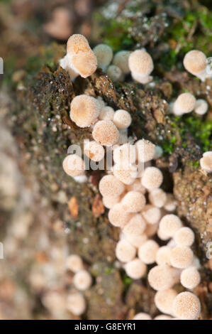 Giovani piccoli funghi su un moncone - Coprinus disseminatus, macro shot, messa a fuoco locale Foto Stock