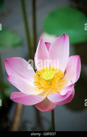 Una rosa fiore di loto che crescono in un giardino asiatico Foto Stock