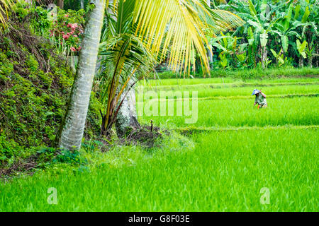 Coltivatore di riso in Tegalalang terrazze di riso nei pressi di Ubud Foto Stock