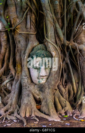 Testa di Buddha circondato da Banyan Tree radici nel Wat Phra Mahathat tempio Foto Stock
