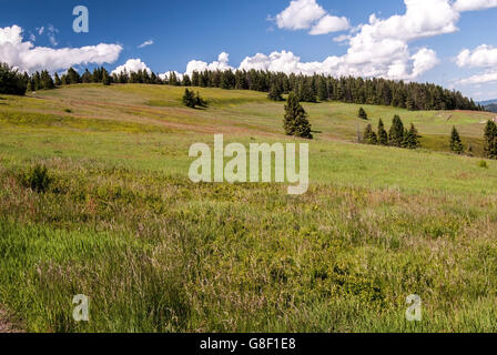 Hala na Malej Raczy mountain prato con alberi isolati e cielo blu con nuvole in Beskid Zywiecki montagne Foto Stock