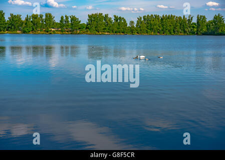 Il White Swan nuoto delicatamente in ancora acqua di lago Foto Stock