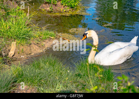 Il White Swan nuoto delicatamente in ancora acqua di lago Foto Stock