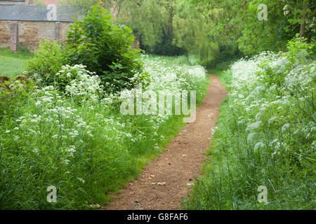 Un viale di fioritura parlsey vacca (Anthriscus sylvestris) a Harlestone nel Northamptonshire. Foto Stock