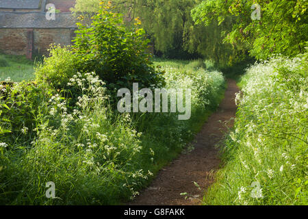 La mattina presto luce su un viale con la fioritura di vacca (parlsey Anthriscus sylvestris) a Harlestone, Northamptonshire, Inghilterra Foto Stock