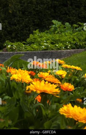 Luminose Le calendule coltivata nell'orto di Easton Walled Garden per aiutare l'impollinazione da parte delle api e farfalle e insetti, Lincolnshire, Inghilterra Foto Stock