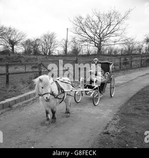 Bran il cane si siede in un carro imbrigliato a Dougal il pony al Centro animale di Formakin vicino a Benson, Oxon, che fornisce gli animali per le apparizioni televisive. Bran è apparso nel Morecambe and Wise Show. Foto Stock