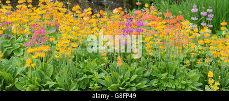 Primula candelabri. Primula Harlow Carr fiori ibrido ad RHS Harlow Carr Harrogate, Inghilterra. Vista panoramica Foto Stock