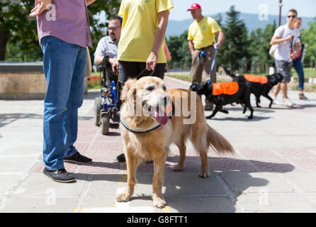 Sofia, Bulgaria - 21 Giugno 2016: un cane di assistenza sono mostrati durante una performance prima dato ad un individuo con una disabilit Foto Stock