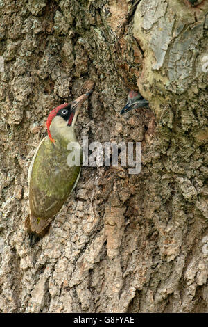 Picchio verde, Picus viridis, unico maschio a nido alimentazione dei giovani, Warwickshire, Giugno 2016 Foto Stock