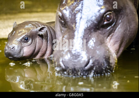 Ippopotamo pigmeo di vitello presso lo Zoo di Bristol Foto Stock