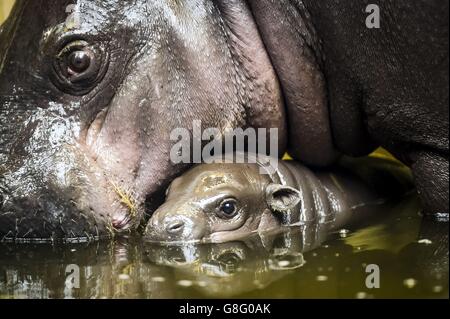 Ippopotamo pigmeo di vitello presso lo Zoo di Bristol Foto Stock