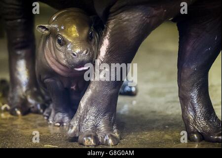 Ippopotamo pigmeo di vitello presso lo Zoo di Bristol Foto Stock