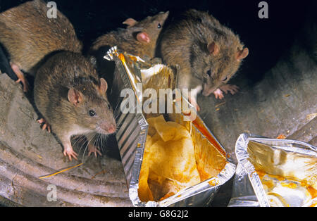 Brown ratti Rattus norvegicus approfittando di scartato cibo nei pressi di cibo take away uscita in ambiente urbano Foto Stock