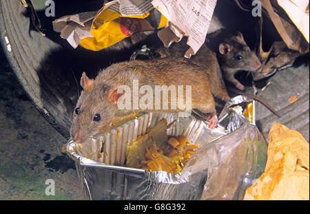 Brown ratti Rattus norvegicus approfittando di scartato cibo nei pressi di cibo take away uscita in ambiente urbano Foto Stock