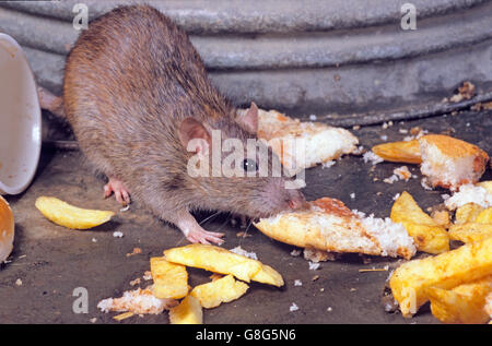 Brown ratti Rattus norvegicus approfittando di scartato cibo nei pressi di cibo take away uscita in ambiente urbano Foto Stock