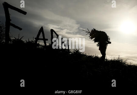 Caulstown Christmas Tree Farm Foto Stock