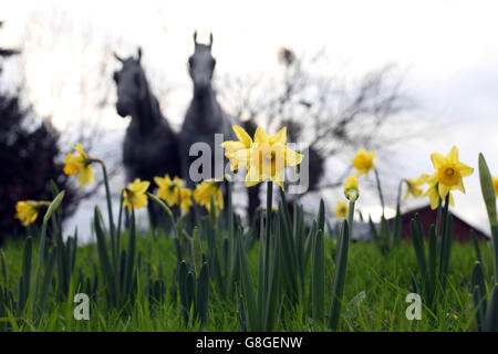 Narcisi in fiore a Windsor, Berkshire, come il Regno Unito potrebbe essere fissato per il dicembre più caldo in quasi 70 anni, come temperature di 16C ha lasciato i britannici saltering. Foto Stock