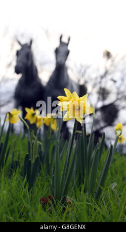 Narcisi in fiore a Windsor, Berkshire, come il Regno Unito potrebbe essere fissato per il dicembre più caldo in quasi 70 anni, come temperature di 16C ha lasciato i britannici saltering. Foto Stock