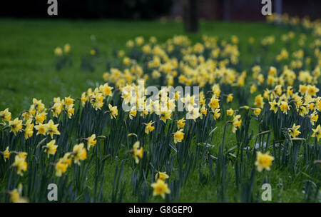 Narcisi in fiore a Windsor, Berkshire, come il Regno Unito potrebbe essere fissato per il dicembre più caldo in quasi 70 anni, come temperature di 16C ha lasciato i britannici saltering. Foto Stock