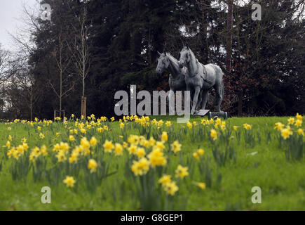 Narcisi in fiore a Windsor, Berkshire, come il Regno Unito potrebbe essere fissato per il dicembre più caldo in quasi 70 anni, come temperature di 16C ha lasciato i britannici saltering. Foto Stock