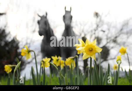 Narcisi in fiore a Windsor, Berkshire, come il Regno Unito potrebbe essere fissato per il dicembre più caldo in quasi 70 anni, come temperature di 16C ha lasciato i britannici saltering. Foto Stock