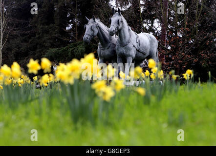 Narcisi in fiore a Windsor, Berkshire, come il Regno Unito potrebbe essere fissato per il dicembre più caldo in quasi 70 anni, come temperature di 16C ha lasciato i britannici saltering. Foto Stock