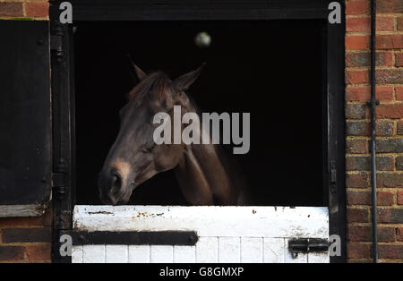 Oliver Sherwood visita stabile Foto Stock