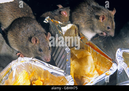 Brown ratti Rattus norvegicus approfittando di scartato cibo nei pressi di cibo take away uscita in ambiente urbano Foto Stock