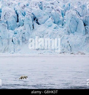 Maschio solitario orso polare camminando sulla banchisa con ghiacciaio dietro. Palanderbakka (bay), Nordaustlandet, arcipelago delle Svalbard Foto Stock