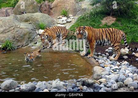 La nuova mostra della tigre Amur, che comprende due giovani tigri Amur, Shilka e Zeya, sorelle nate nello zoo di Edimburgo nel marzo 2003, e Turlough, la tigre Amur maschile dello zoo di Dublino. L'esposizione all'avanguardia delle tigri assomiglia alla foresta di Siberia, che è l'habitat naturale della tigre Amur. Si ritiene che la popolazione selvaggia della tigre di Amur sia da qualche parte al di sotto del 400 ed è minacciata dalla distruzione di habitat e bracconaggio. Foto Stock