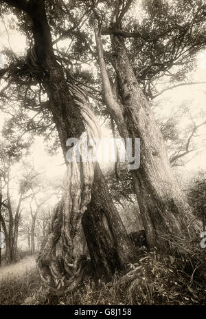 Inosculating intwining Luambe alberi fluviali in foresta, Parco Nazionale di Kafue, Provincia Orientale, Zambia. Art. Foto Stock