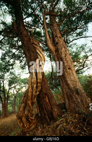 Inosculating intwining Luambe alberi fluviali in foresta, Parco Nazionale di Kafue, Provincia Orientale, Zambia. Foto Stock
