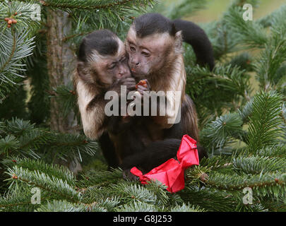 Le scimmie presso lo Zoo di Edimburgo Foto Stock