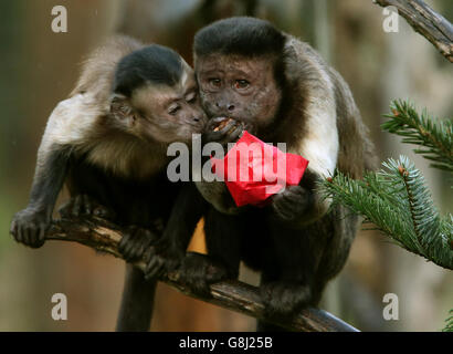 Le scimmie cappuccine esplorano un albero di Natale decorato in modo speciale e giocano con le decorazioni a base di animali piene delle loro prelibatezze preferite allo zoo di Edimburgo. Foto Stock