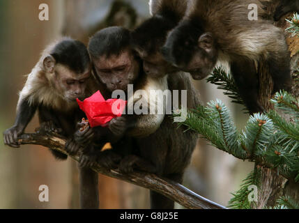 Le scimmie cappuccine esplorano un albero di Natale decorato in modo speciale e giocano con le decorazioni a base di animali piene delle loro prelibatezze preferite allo zoo di Edimburgo. Foto Stock