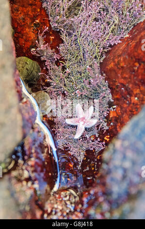 Una comune Stella di Mare attraversa un tappetino corallina in un pool di marea nel porto di tenuta, Maine. Foto Stock