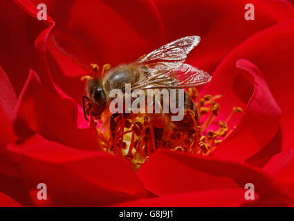 Close up di bee all'interno di red rose Foto Stock