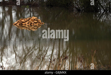 Il Tamigi ha fatto esplodere la sua riva a Newbridge West Oxfordshire dopo forti precipitazioni. Foto Stock