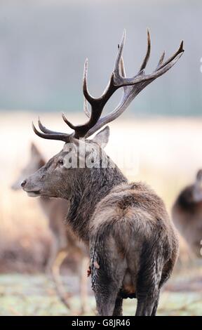 Deer in Richmond Park dopo una fredda notte nel sud-ovest di Londra, come il Regno Unito braced per una nuova ondata di maltempo dopo che i previsori hanno emesso avvertimenti di neve pesante in alcune parti dell'Inghilterra e della Scozia. Foto Stock