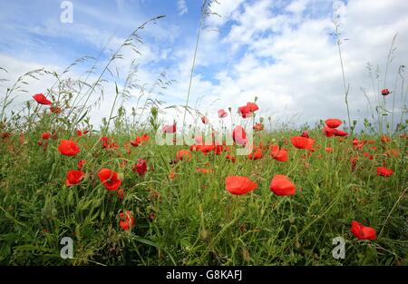 Vista generale di papaveri crescente sul sito di un ex campo di battaglia vicino al Memoriale di Thiepval in Francia che contiene i nomi di oltre 72.000 ufficiali e uomini che sono morti nella Somme prima del 20 marzo 1918 e non hanno conosciuto sepoltura, davanti a un evento commemorativo in occasione del centenario della Battaglia delle Somme il 1 luglio. Foto Stock