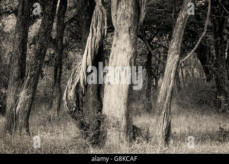 Un vincolo saldo con Inosculating Luambe alberi fluviali in foresta, Parco Nazionale di Kafue, Provincia Orientale, Zambia. Art. Foto Stock