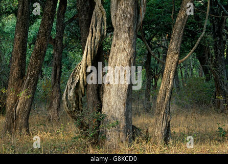 Un vincolo saldo con Inosculating Luambe alberi fluviali in foresta, Parco Nazionale di Kafue, Provincia Orientale, Zambia. Foto Stock