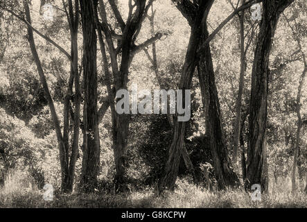 Alberi in foresta, Chizarira, sud della scarpata Zambesi, Zimbabwe. Art. B&W. Foto Stock