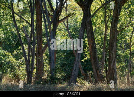 Alberi in foresta, Chizarira, sud della scarpata Zambesi, Zimbabwe. Foto Stock