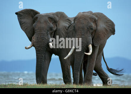 Gli elefanti africani, Kariba, Mashonaland, provincia occidentale, Zimbabwe. Foto Stock