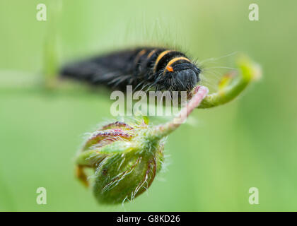 Fox moth (Macrothylacia rubi) early instar caterpillar in famiglia, Lasiocampidae e nero con strisce di colore giallo e arancione acari Foto Stock