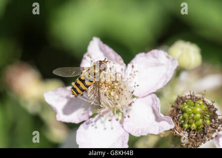 Un Syrphus hoverfly (probabilmente ribesii) alimentazione su un rovo fiore Foto Stock